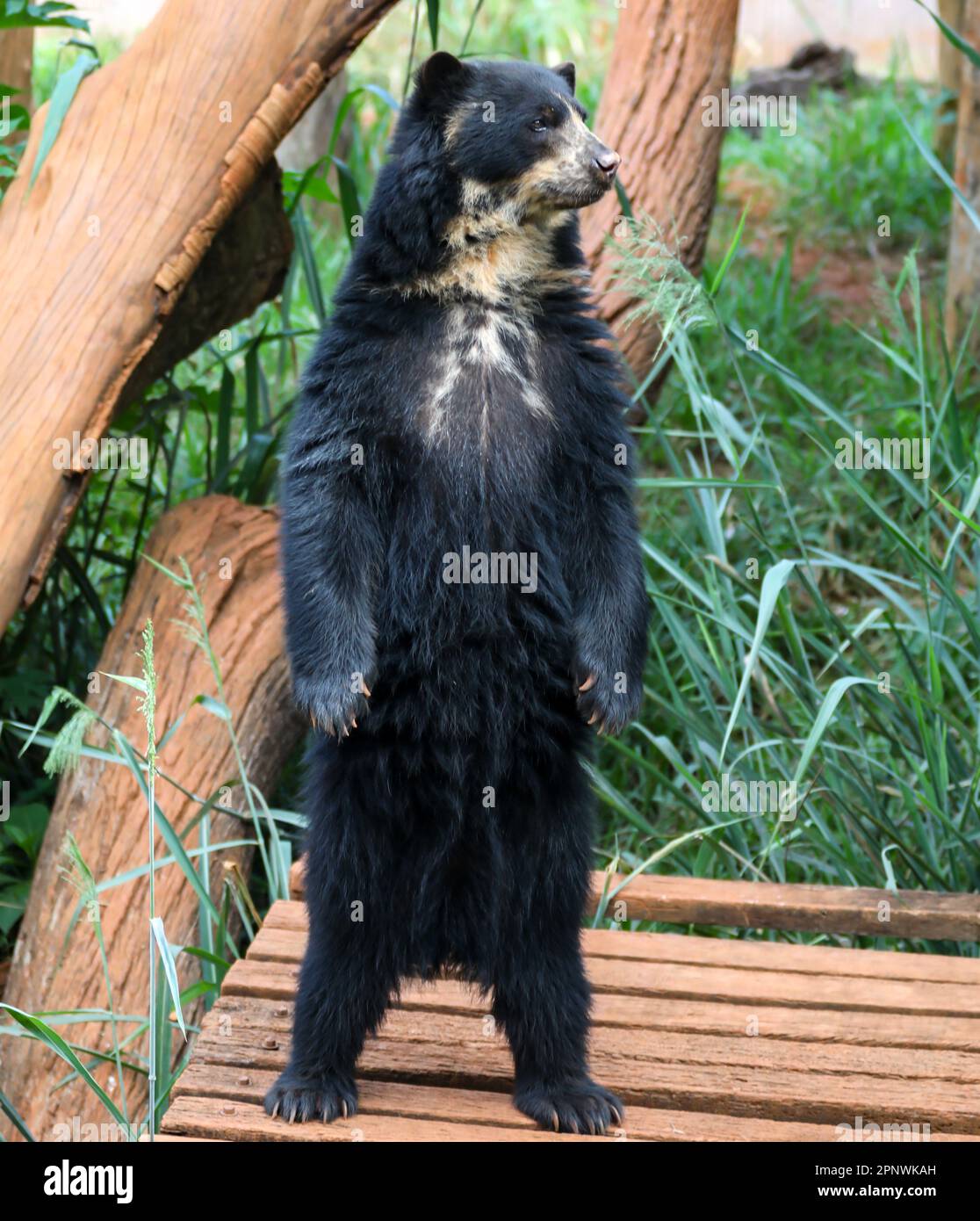 Orso spettacolare (Tremarctos ornatus) con messa a fuoco selettiva e sfocatura in profondità. Foto Stock