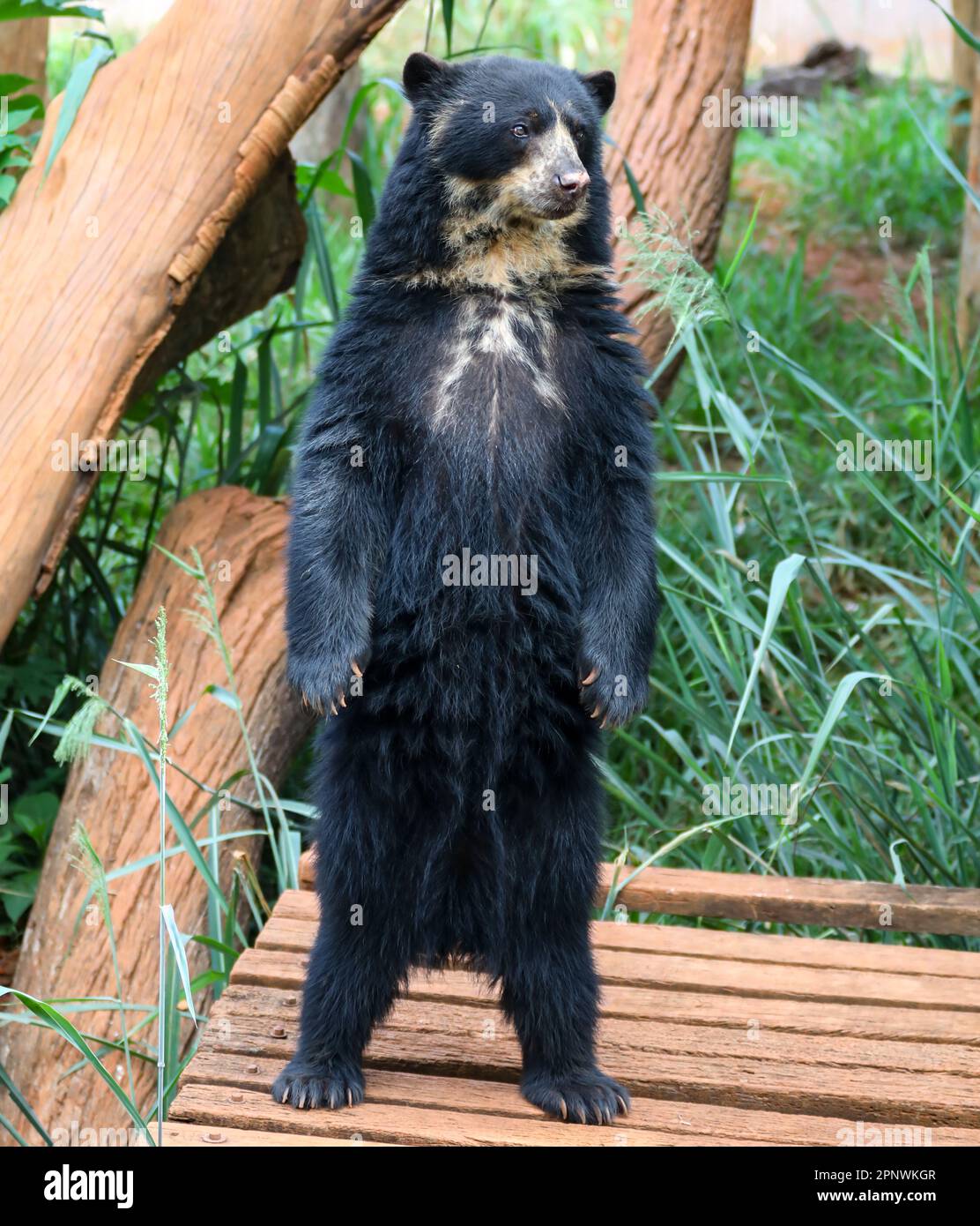 Orso spettacolare (Tremarctos ornatus) con messa a fuoco selettiva e sfocatura in profondità. Foto Stock