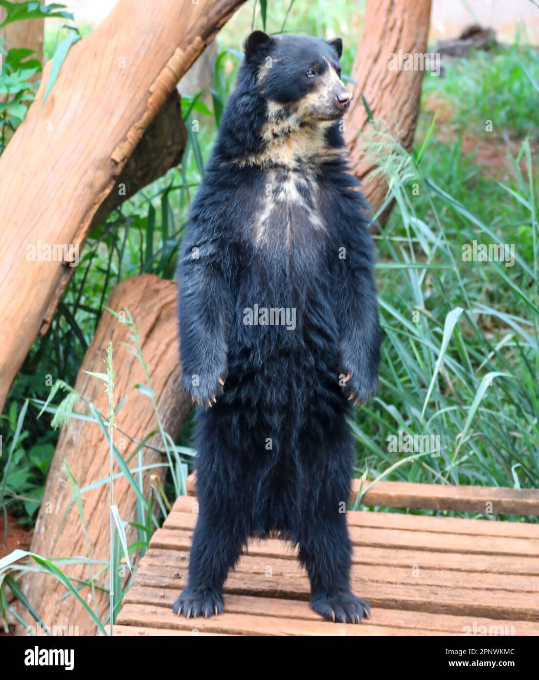 Orso spettacolare (Tremarctos ornatus) con messa a fuoco selettiva e sfocatura in profondità. Foto Stock