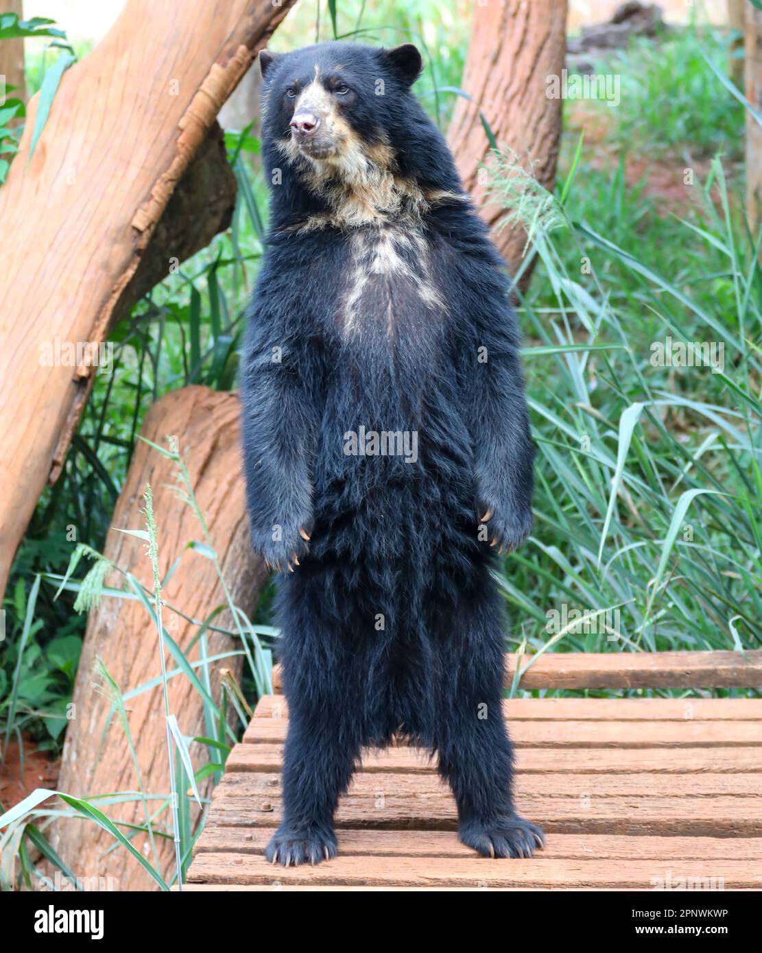 Orso spettacolare (Tremarctos ornatus) con messa a fuoco selettiva e sfocatura in profondità. Foto Stock