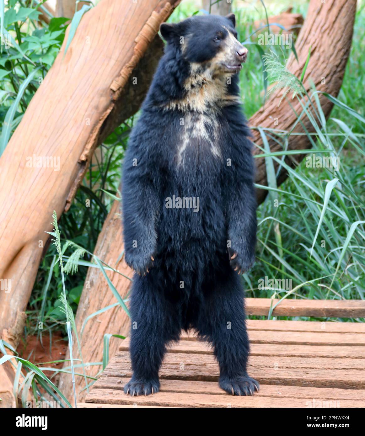 Orso spettacolare (Tremarctos ornatus) con messa a fuoco selettiva e sfocatura in profondità. Foto Stock