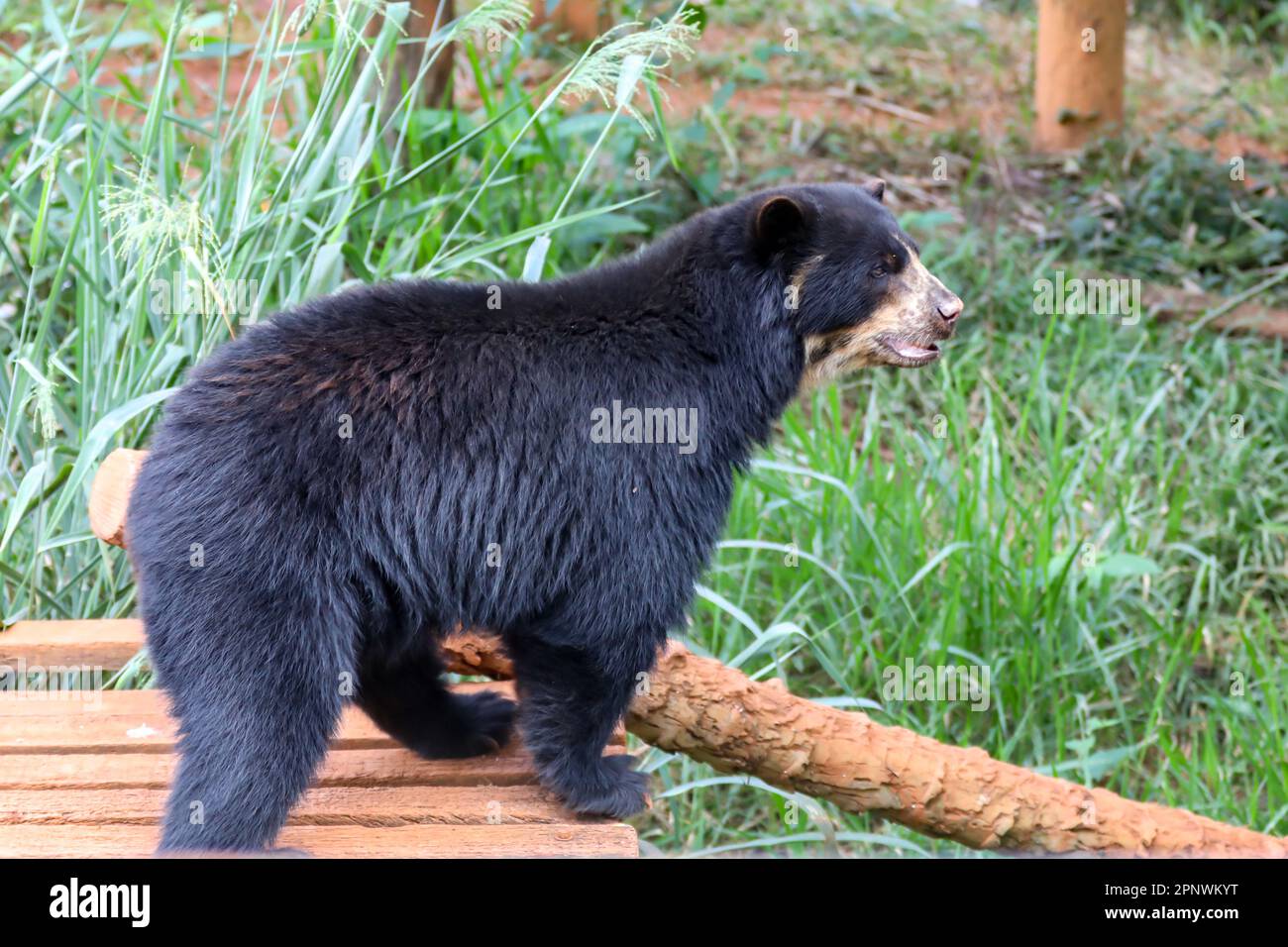 Orso spettacolare (Tremarctos ornatus) con messa a fuoco selettiva e sfocatura in profondità. Foto Stock