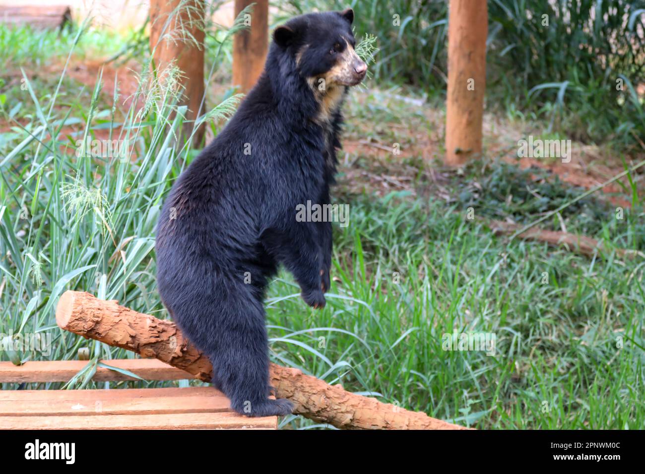 Orso spettacolare (Tremarctos ornatus) con messa a fuoco selettiva e sfocatura in profondità. Foto Stock