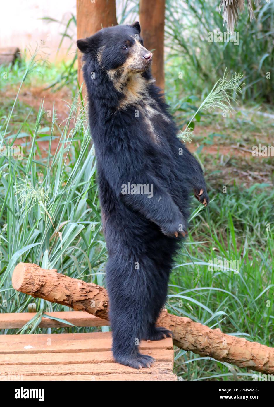 Orso spettacolare (Tremarctos ornatus) con messa a fuoco selettiva e sfocatura in profondità. Foto Stock