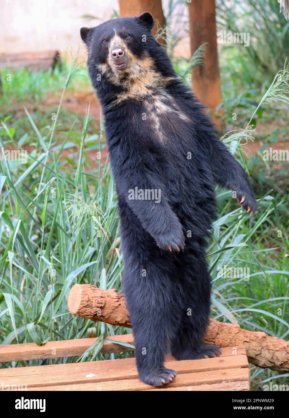 Orso spettacolare (Tremarctos ornatus) con messa a fuoco selettiva e sfocatura in profondità. Foto Stock
