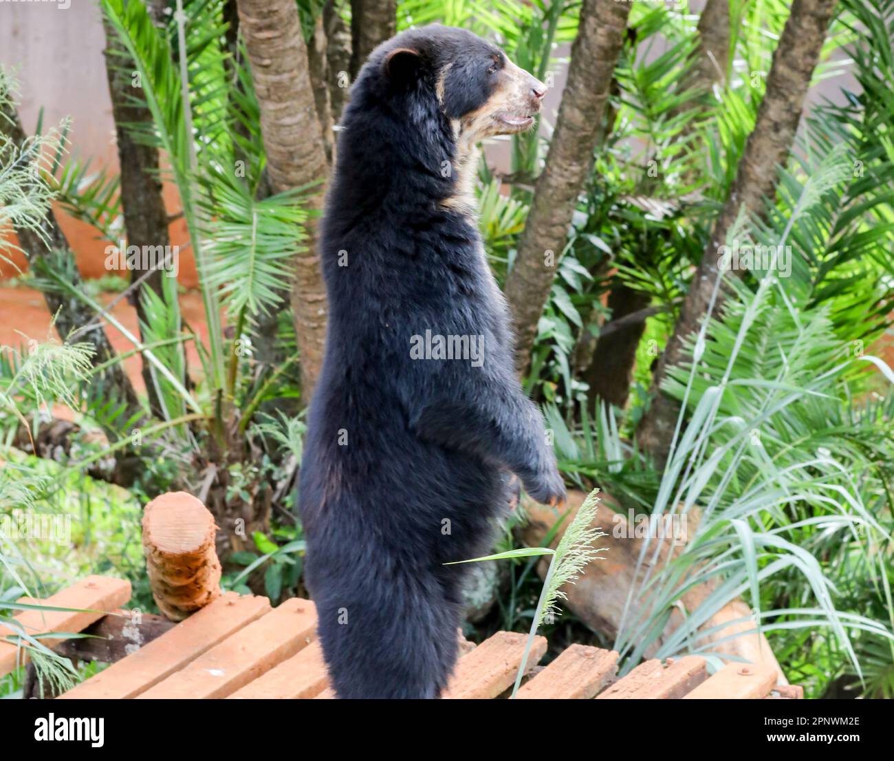 Orso spettacolare (Tremarctos ornatus) con messa a fuoco selettiva e sfocatura in profondità. Foto Stock