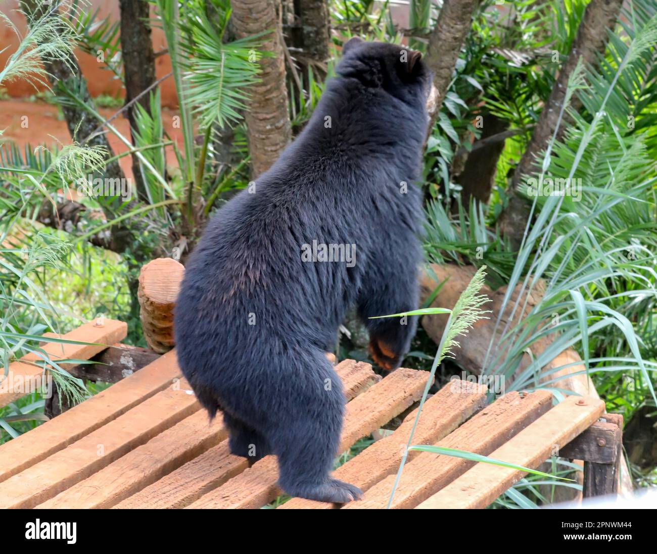 Orso spettacolare (Tremarctos ornatus) con messa a fuoco selettiva e sfocatura in profondità. Foto Stock