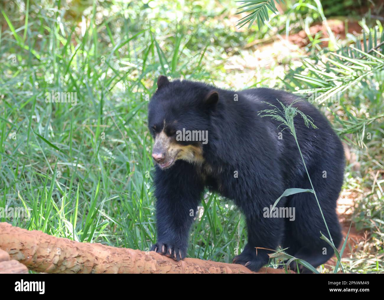Orso spettacolare (Tremarctos ornatus) con messa a fuoco selettiva e sfocatura in profondità. Foto Stock