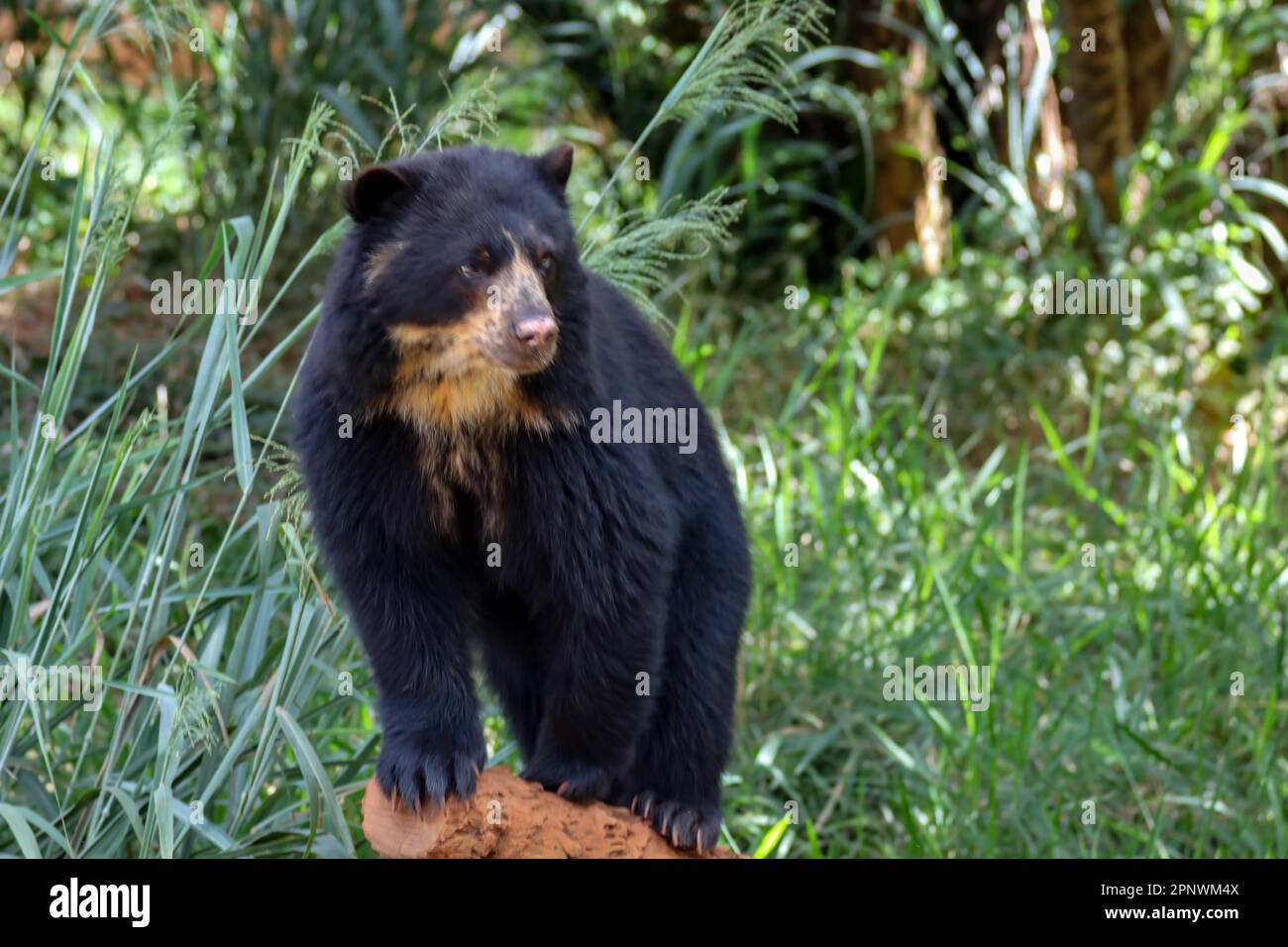Orso spettacolare (Tremarctos ornatus) con messa a fuoco selettiva e sfocatura in profondità. Foto Stock