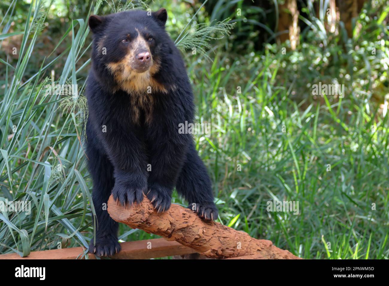 Orso spettacolare (Tremarctos ornatus) con messa a fuoco selettiva e sfocatura in profondità. Foto Stock
