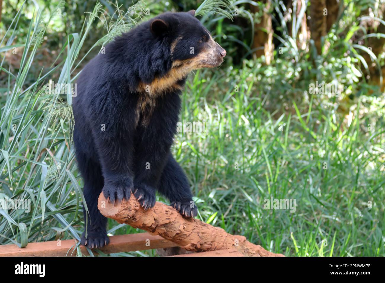 Orso spettacolare (Tremarctos ornatus) con messa a fuoco selettiva e sfocatura in profondità. Foto Stock