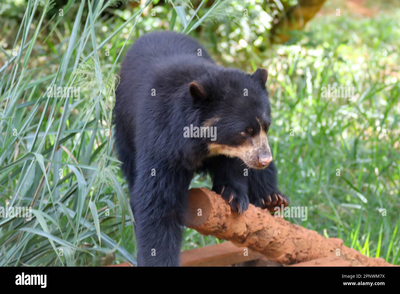 Orso spettacolare (Tremarctos ornatus) con messa a fuoco selettiva e sfocatura in profondità. Foto Stock