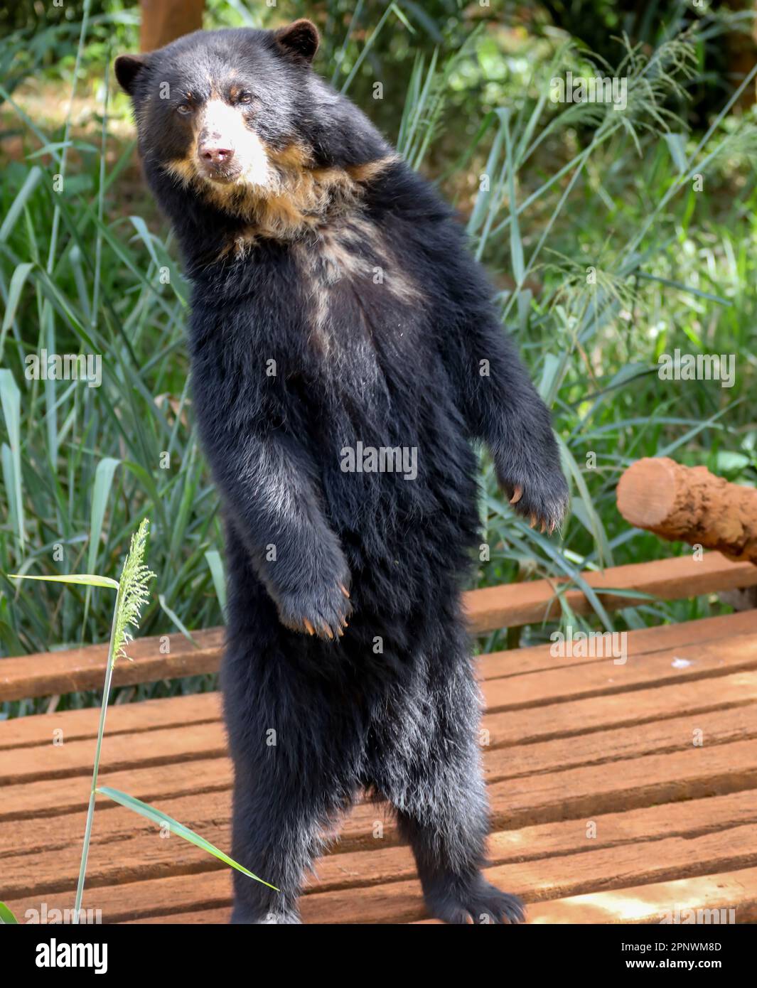 Orso spettacolare (Tremarctos ornatus) con messa a fuoco selettiva e sfocatura in profondità. Foto Stock