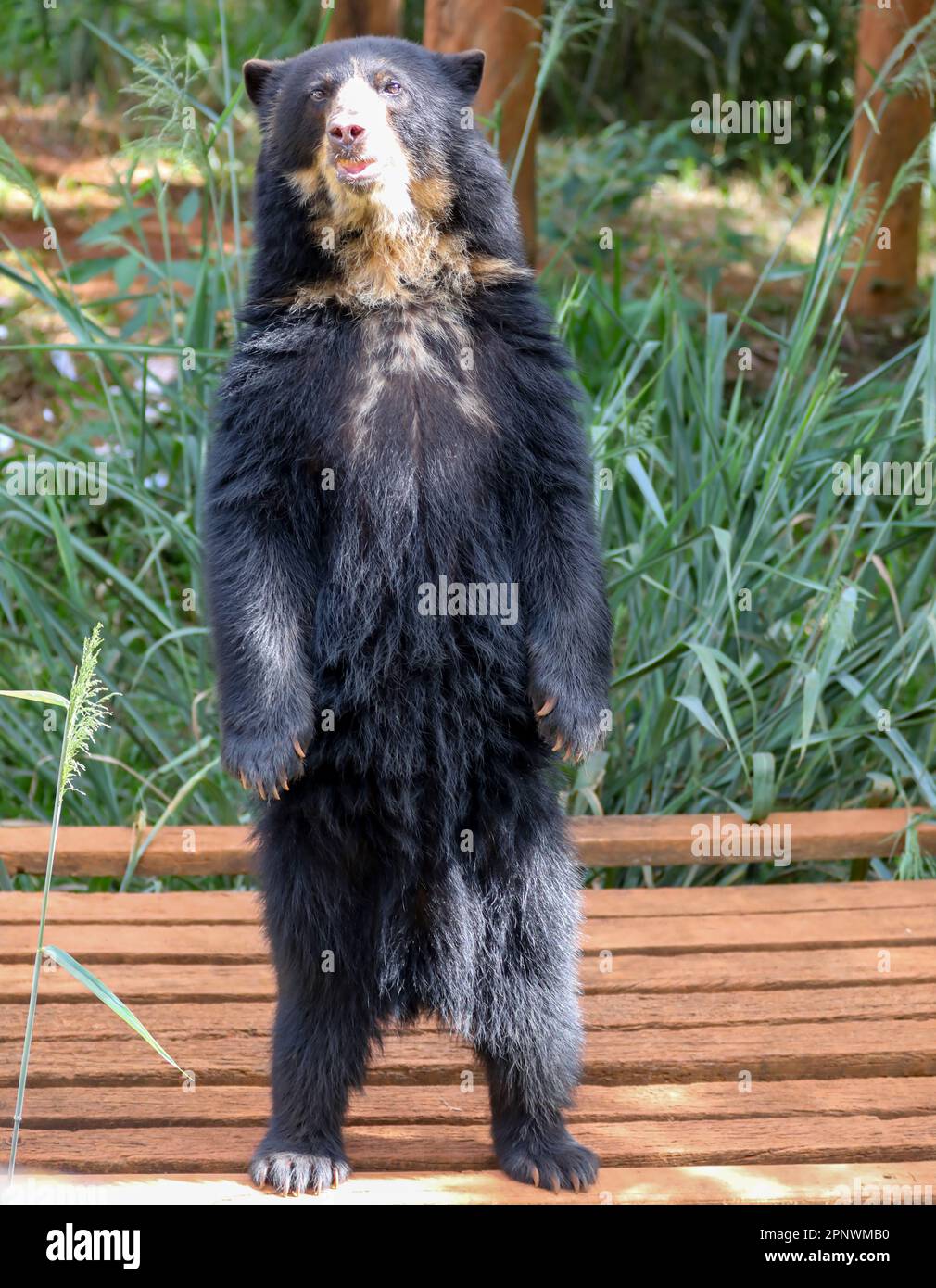 Orso spettacolare (Tremarctos ornatus) con messa a fuoco selettiva e sfocatura in profondità. Foto Stock