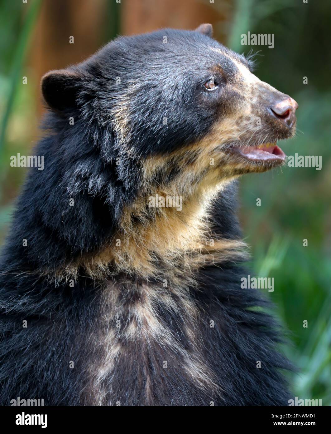 Orso spettacolare (Tremarctos ornatus) con messa a fuoco selettiva e sfocatura in profondità. Foto Stock
