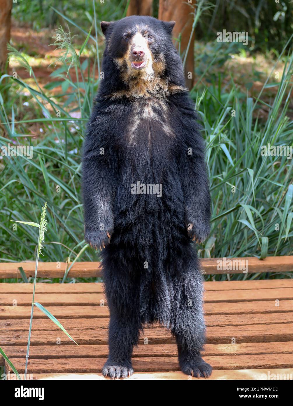 Orso spettacolare (Tremarctos ornatus) con messa a fuoco selettiva e sfocatura in profondità. Foto Stock
