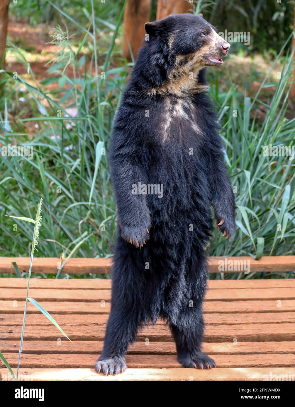 Orso spettacolare (Tremarctos ornatus) con messa a fuoco selettiva e sfocatura in profondità. Foto Stock