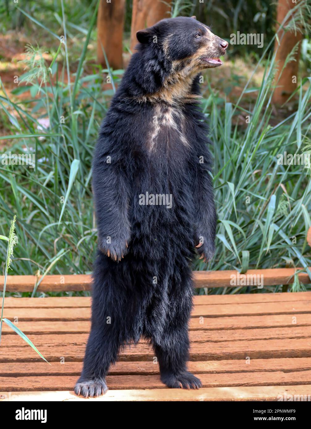 Orso spettacolare (Tremarctos ornatus) con messa a fuoco selettiva e sfocatura in profondità. Foto Stock