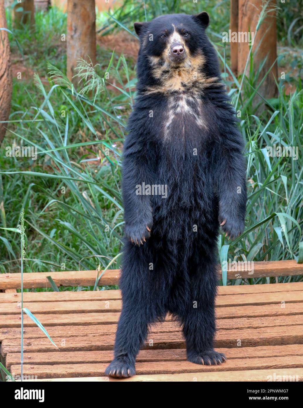 Orso spettacolare (Tremarctos ornatus) con messa a fuoco selettiva e sfocatura in profondità. Foto Stock