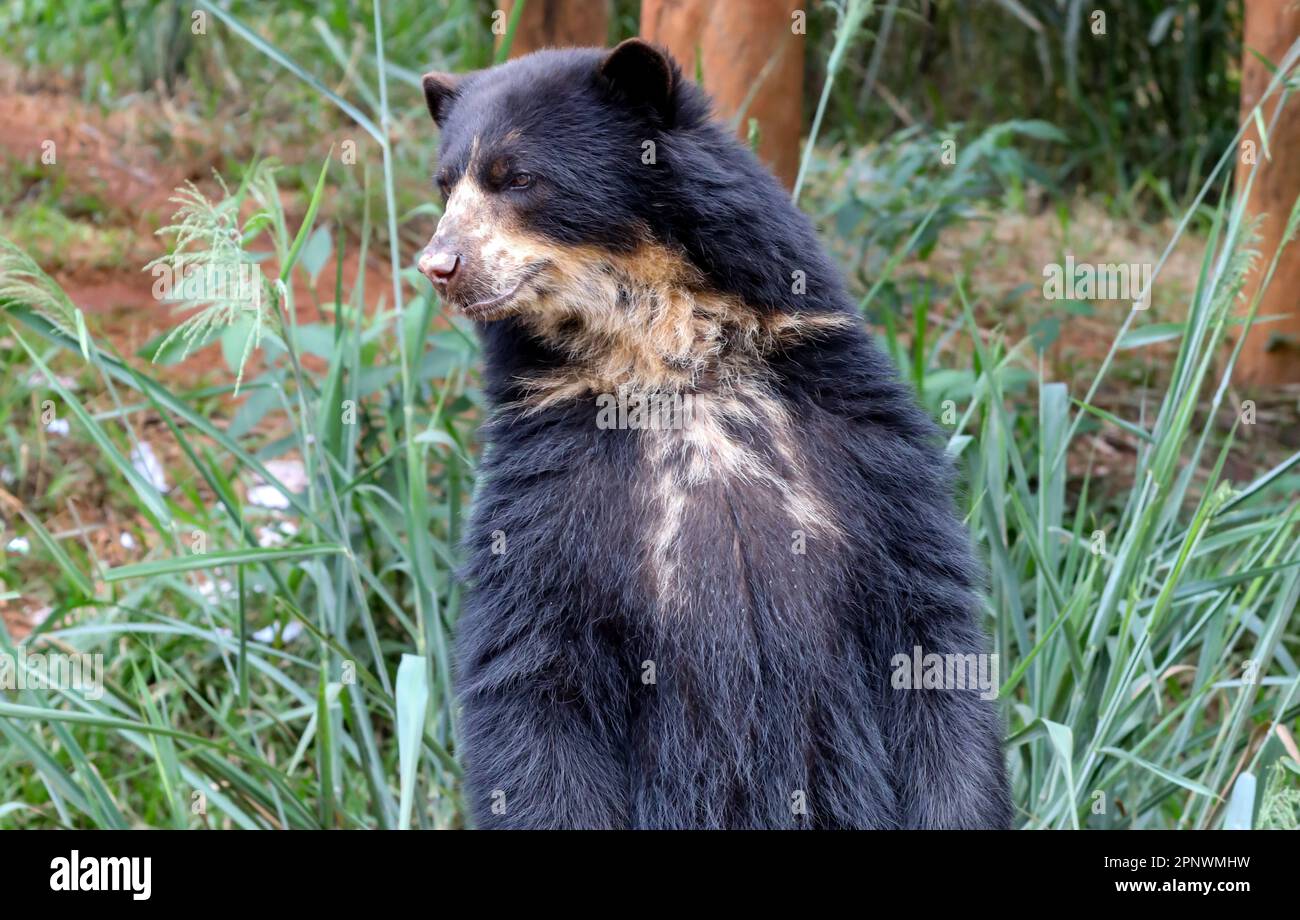 Orso spettacolare (Tremarctos ornatus) con messa a fuoco selettiva e sfocatura in profondità. Foto Stock