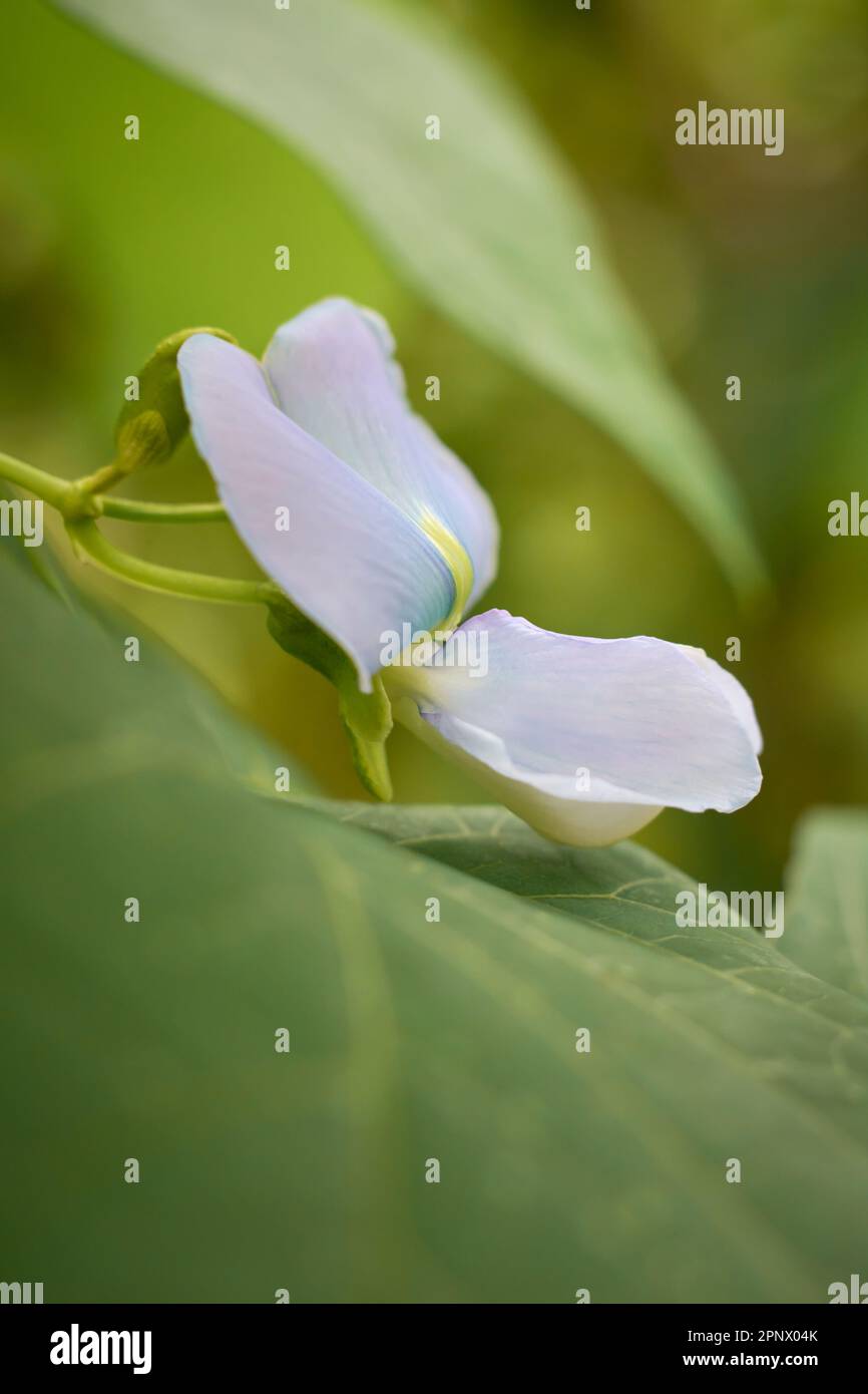 primo piano di fiori di fagiolo di colore yardlong, aka asparagi o fagioli lunghi cinesi, sfumatura piccola e pallida di fiori viola di verdure popolari Foto Stock