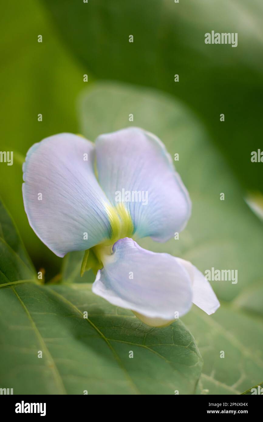 primo piano di fiori di fagiolo di colore yardlong, aka asparagi o fagioli lunghi cinesi, sfumatura piccola e pallida di fiori viola di verdure popolari Foto Stock
