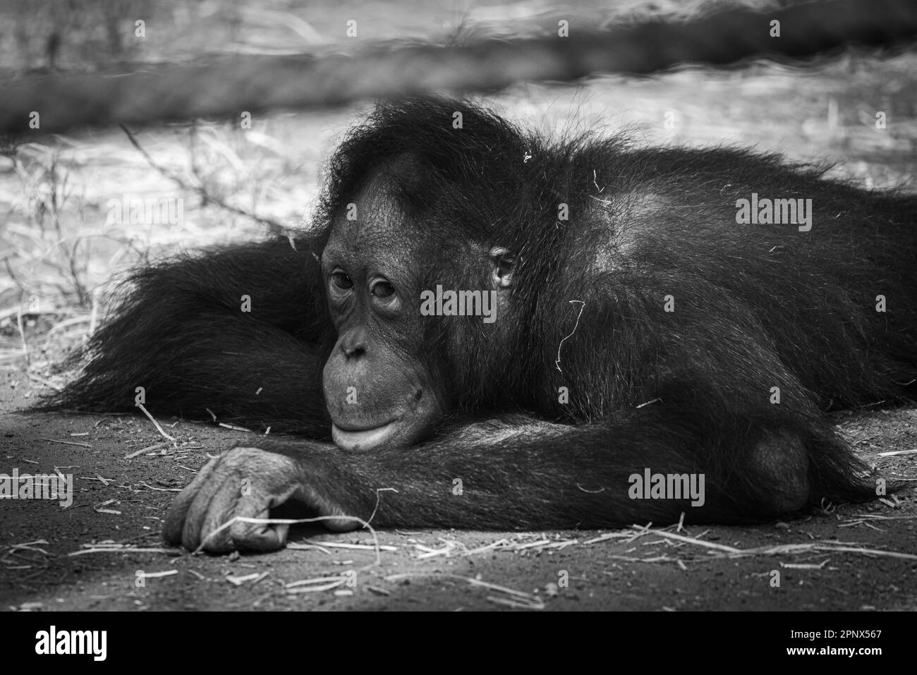 il giovane orang utan si annoia a terra Foto Stock