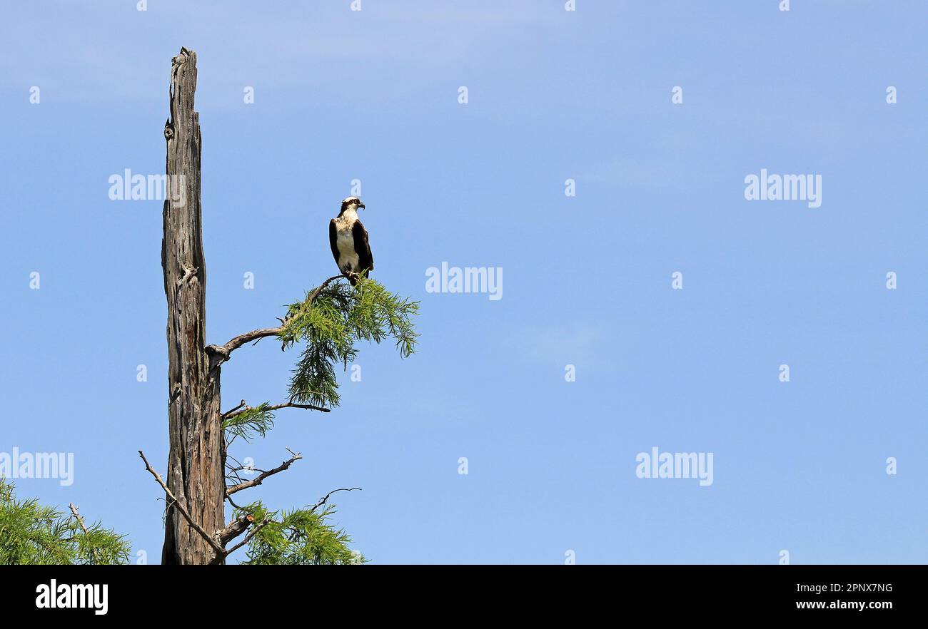 Osprey sulla filiale - Tennessee Foto Stock