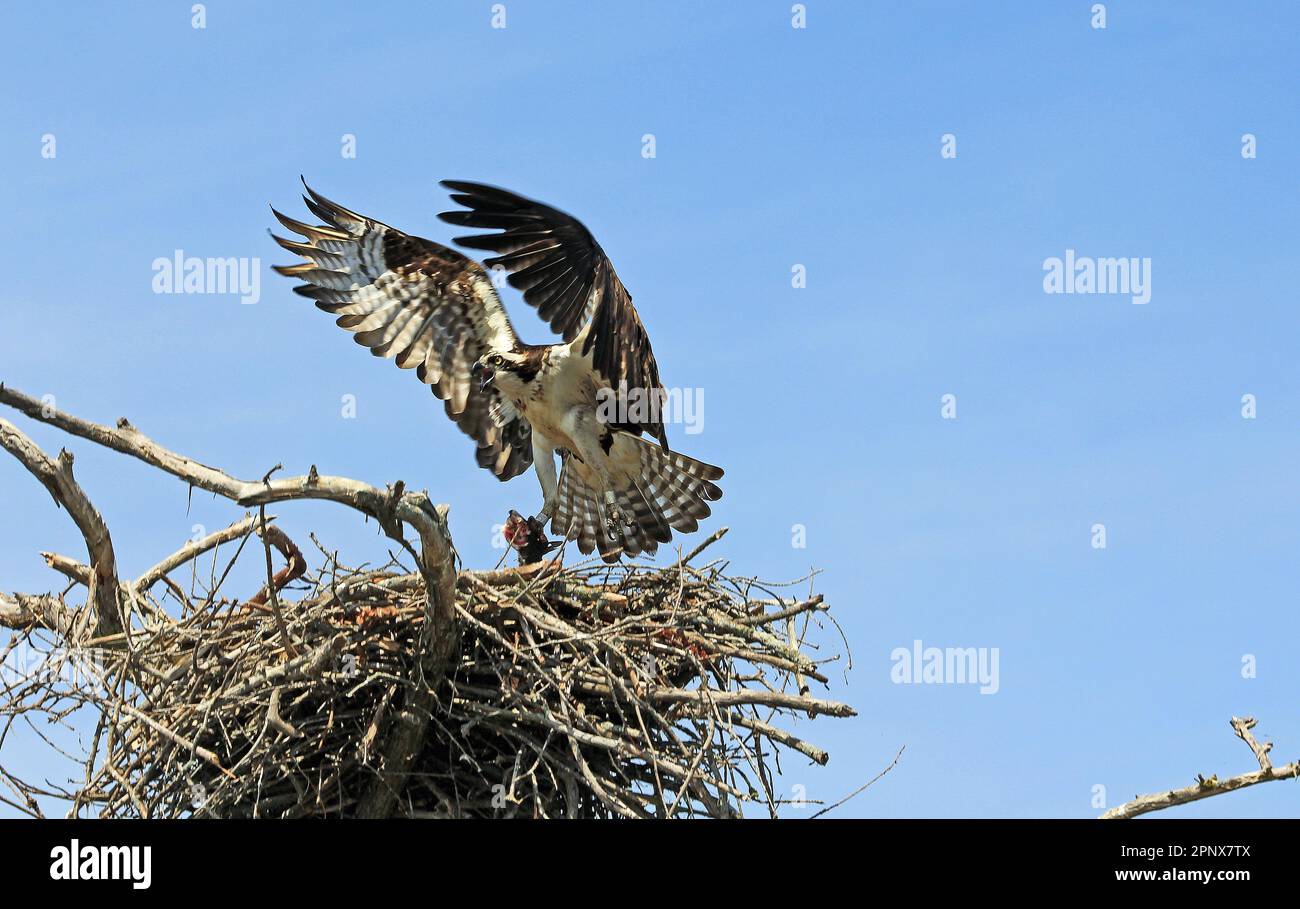 Osprey atterraggio nel nido - Tennessee Foto Stock