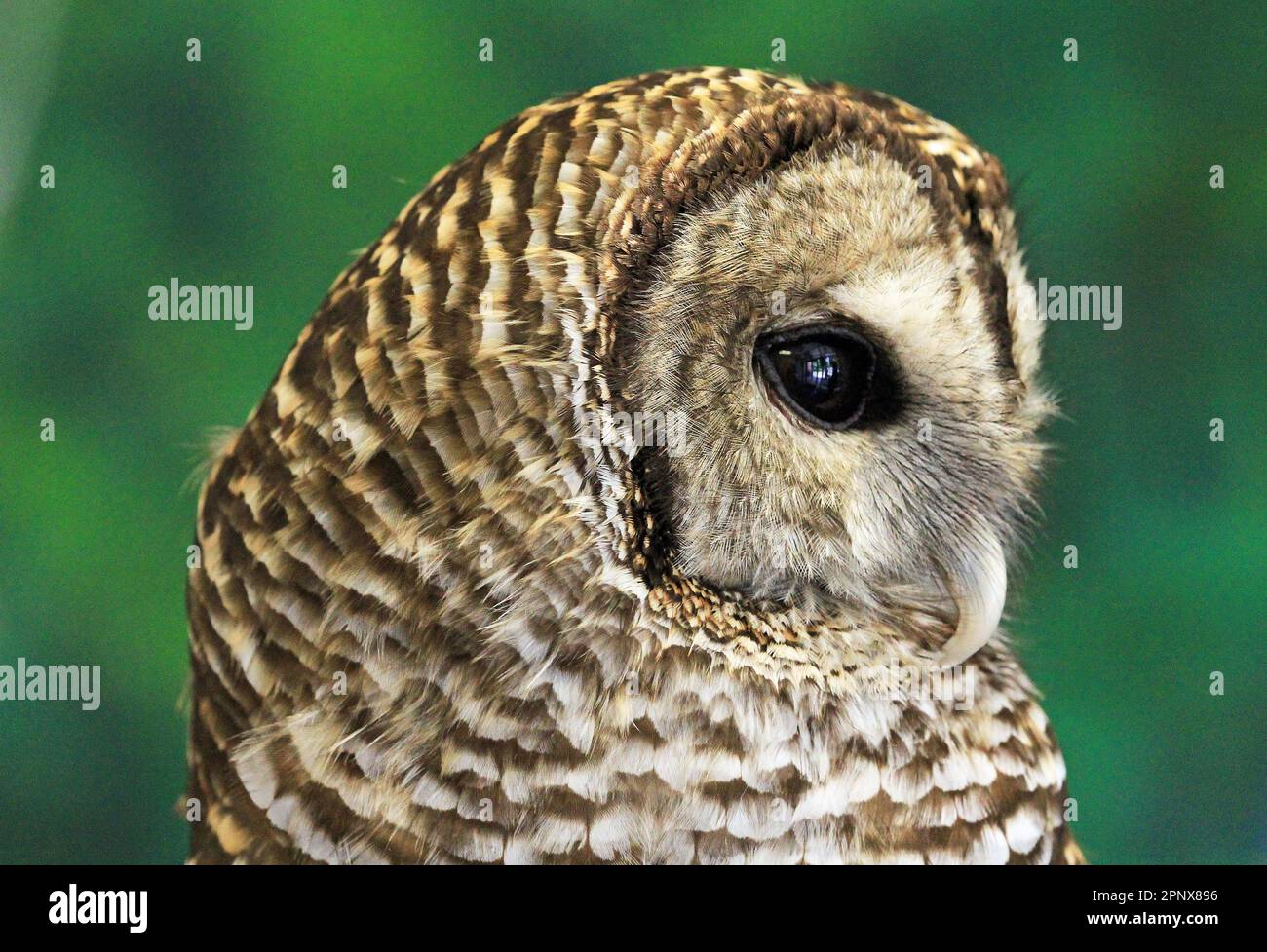 Bared gufo in profilo - Tennessee Foto Stock