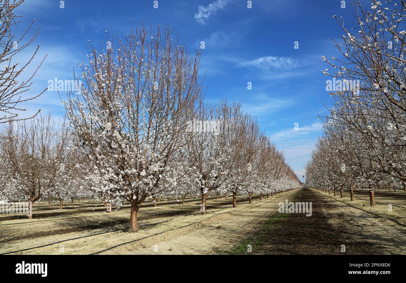 Plum Tree in Blossom Trail - California Foto Stock