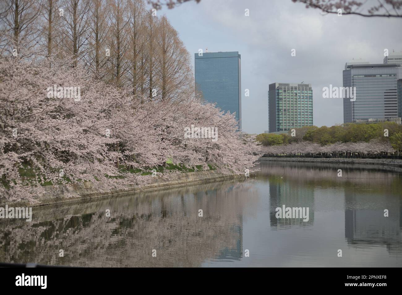 Sakura Cherry Blossom nel Parco del Castello di Osaka Foto Stock