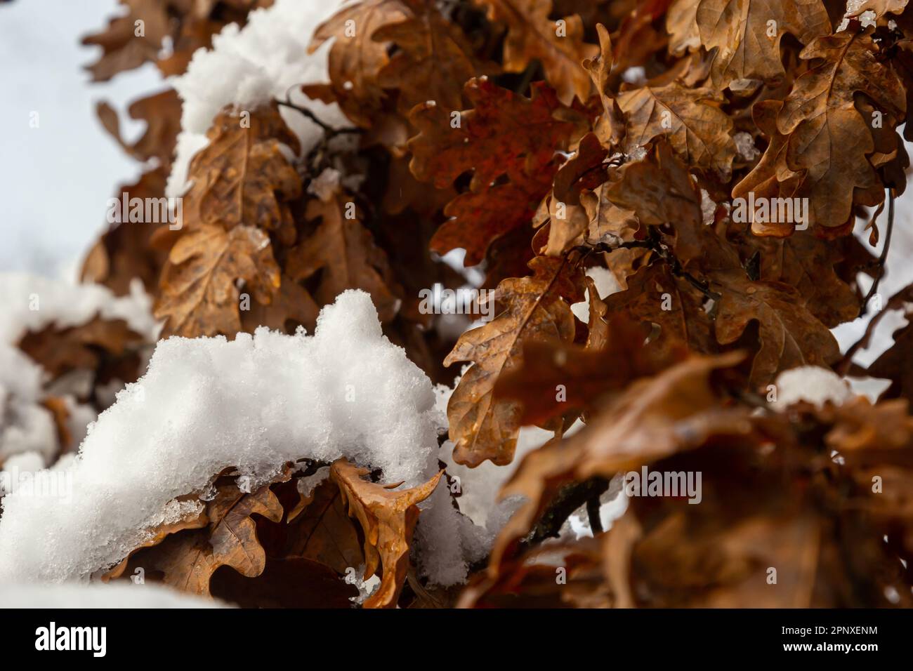 Prima neve coperta foglie colorate autunno in albero, marca albero con foglie gialle sotto neve. L'autunno lascia sotto la neve. Foglie di quercia ricoperte di neve in vino Foto Stock