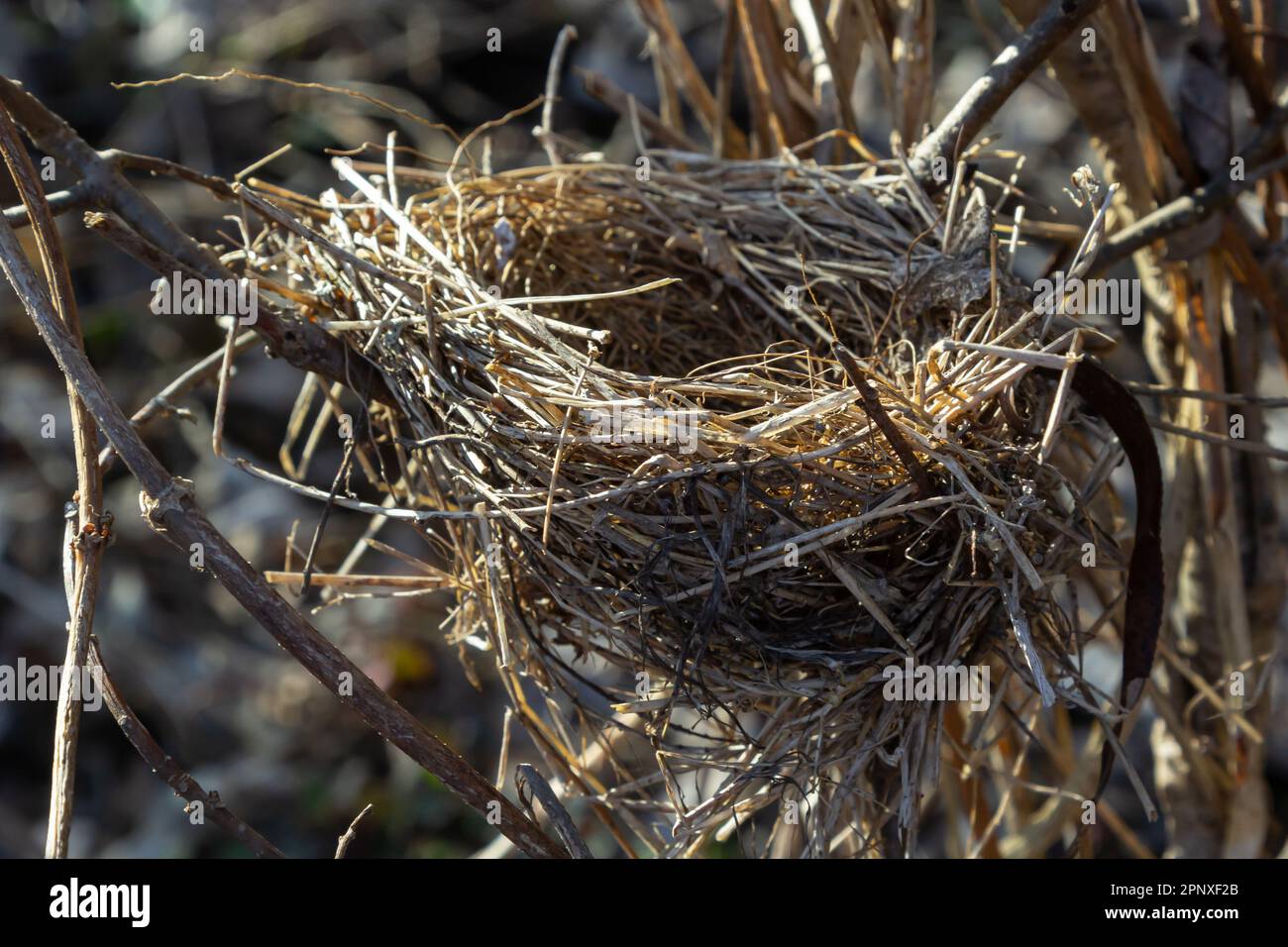 Nido di uccello vuoto. Foresta primaverile, nel cespuglio c'è un nido abbandonato di un uccello, che può tornare a deporre uova e allevare prole. Foto Stock
