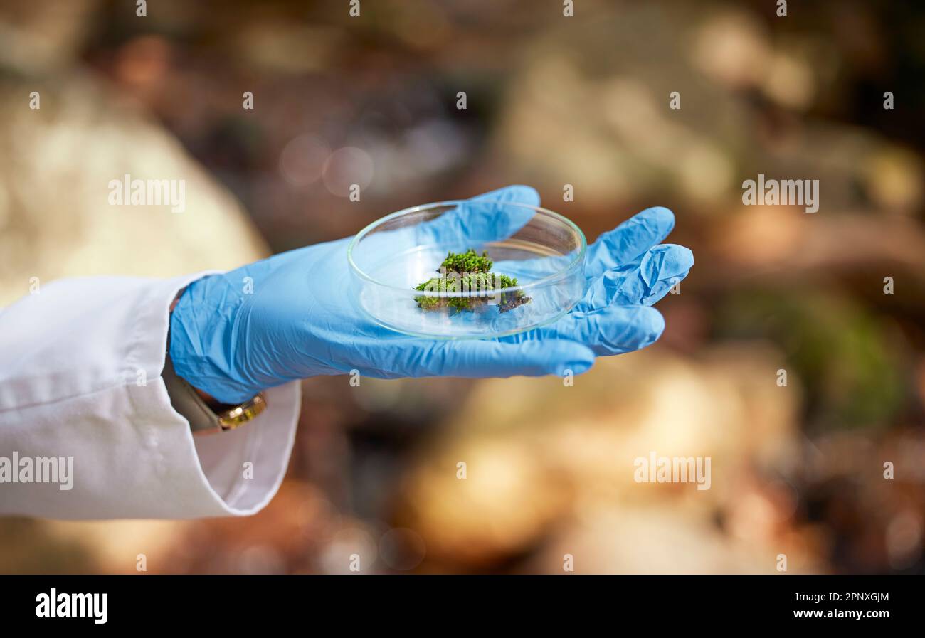 Scienza, natura e mani con il campione di muschio per l'ispezione, l'ambiente e lo studio dell'ecosistema. Agricoltura, biologia e scienziato con piatto Petri in Foto Stock