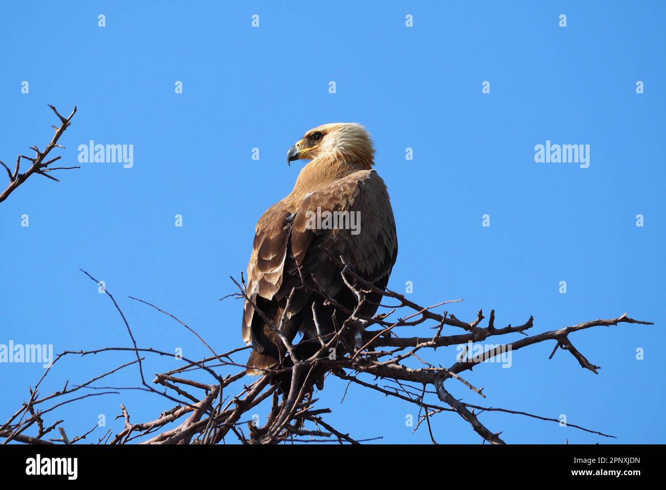 Aquila bruna nel Kalahari centrale, Botswana Foto Stock