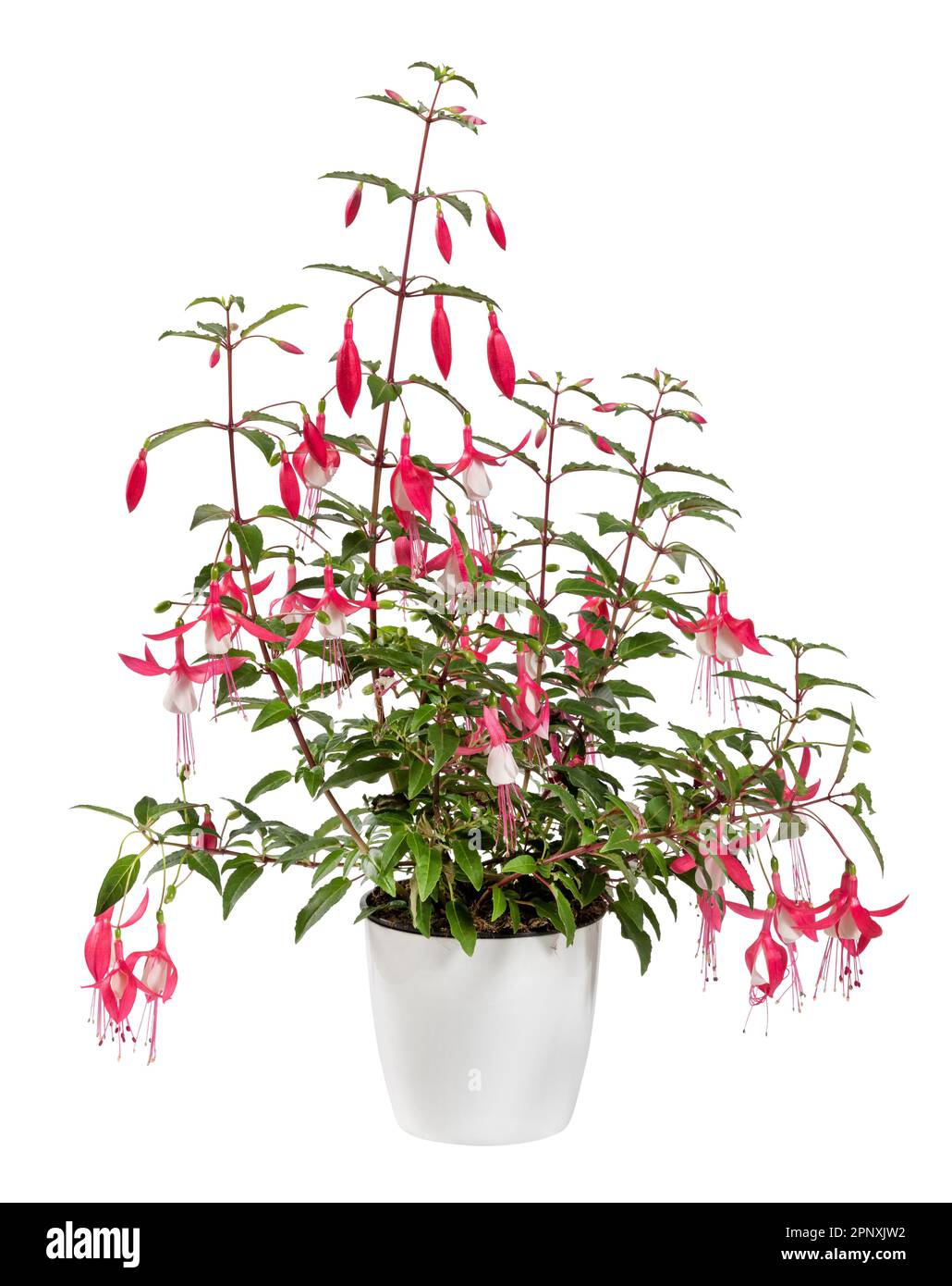 Foglie verdi fresche di pianta di Fuchsia con fiori rosa che crescono in vaso di ceramica isolato su sfondo bianco Foto Stock