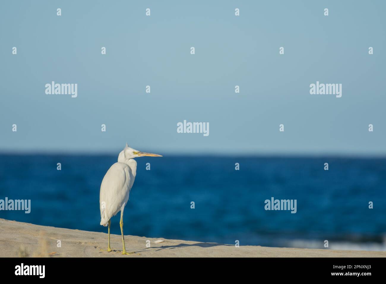 singola piccola scuretta bianca in piedi sulla spiaggia e guarda al lato in egitto Foto Stock