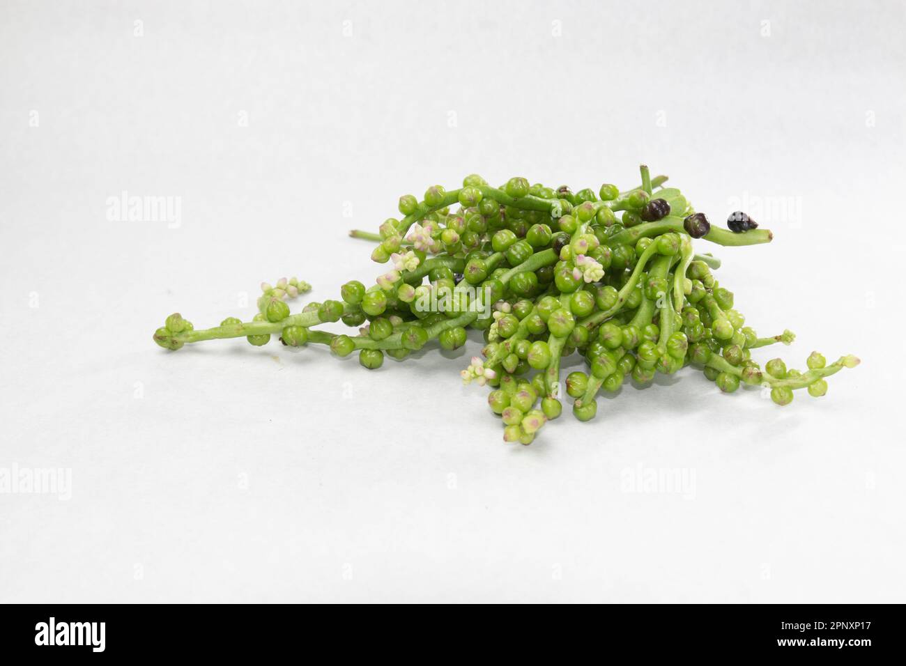 Malabar Nightshade, semi commestibili di spinaci Malabar su sfondo bianco. semi di spinaci di pui o malabar usati come vegetali. Foto Stock