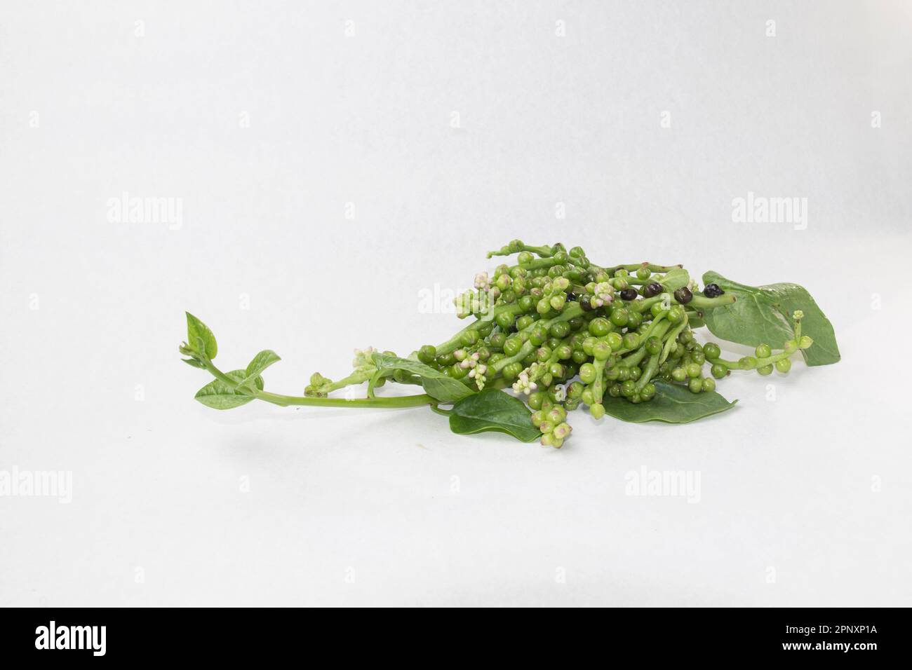Malabar Nightshade, semi commestibili di spinaci Malabar su sfondo bianco. semi di spinaci di pui o malabar usati come vegetali. Foto Stock