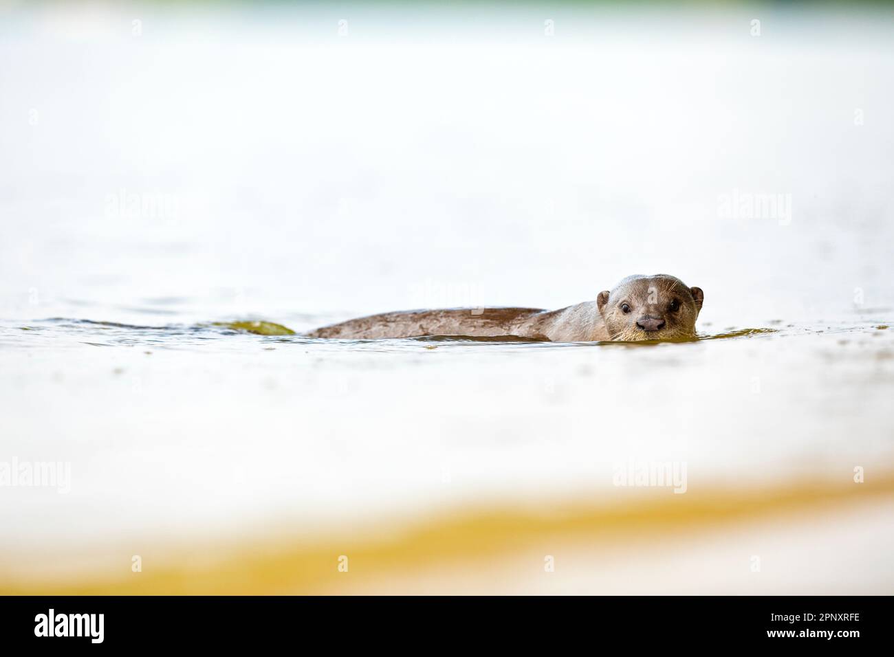Una lontra rivestita liscia controlla il fotografo sdraiato sulla spiaggia mentre nuota in mare, Singapore Foto Stock
