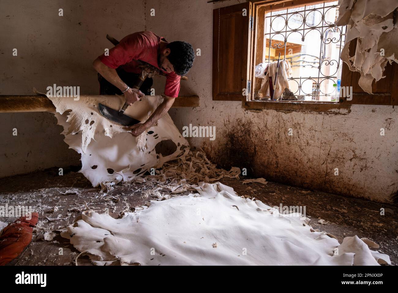 Un operaio nelle concerie di Fez ammorbidisce le pelli già conciate con un attrezzo speciale che viene spinto con il petto. Foto Stock