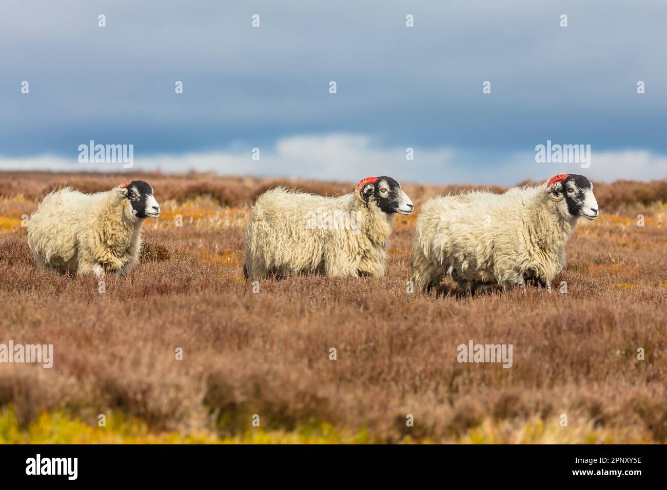 Tre pecore Swaledale a Springtime, camminando attraverso erica attraverso Grouse Moorland gestito nel Yorkshire Dales, Regno Unito. Spazio per la copia. Orizzontale. Foto Stock