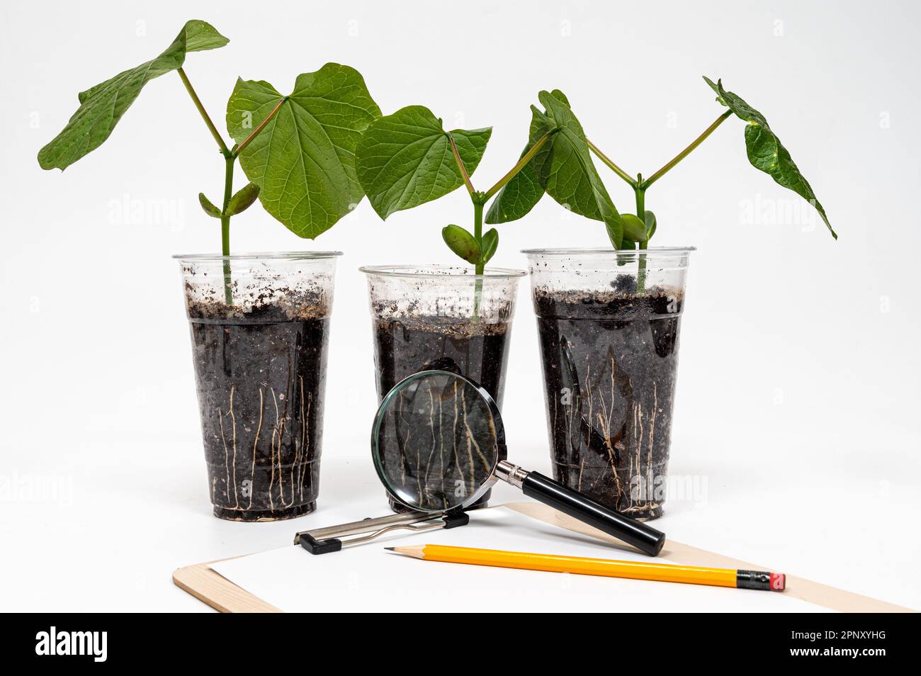 Una tazza riciclata di plastica con cotiledone di fagiolo di spada in crescita, una matita e una lente d'ingrandimento su una clipboard Foto Stock