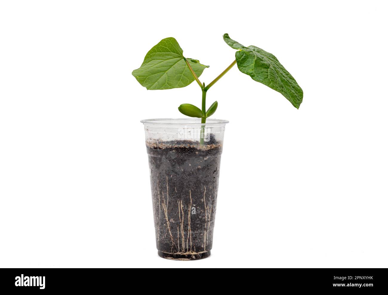Una tazza di plastica riciclata trasparente con foglie di fagiolo di spada che crescono in essa Foto Stock
