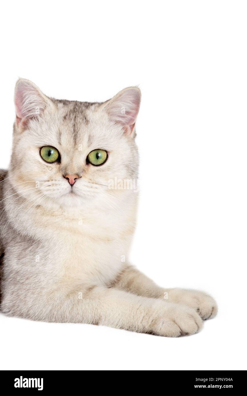 Metà del gatto bianco carino è sdraiato, guardando fuori da qualche parte sul lato con le sue zampe anteriori a causa di qualcosa Foto Stock