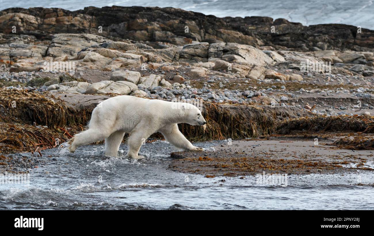 L'orso polare cammina lungo la spiaggia per trovare cibo. Alla ricerca di cibo. Artico, Svalbard, Spitsbergen, Norvegia Foto Stock