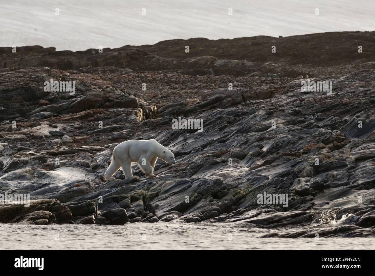 L'orso polare cammina lungo la spiaggia per trovare cibo. Alla ricerca di cibo. Artico, Svalbard, Spitsbergen, Norvegia Foto Stock