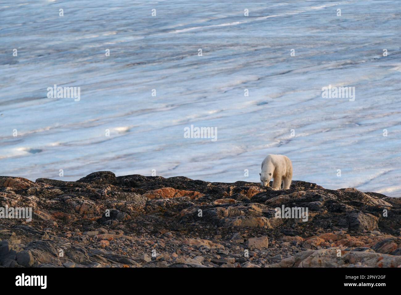 L'orso polare cammina lungo la spiaggia per trovare cibo. Alla ricerca di cibo. Artico, Svalbard, Spitsbergen, Norvegia Foto Stock