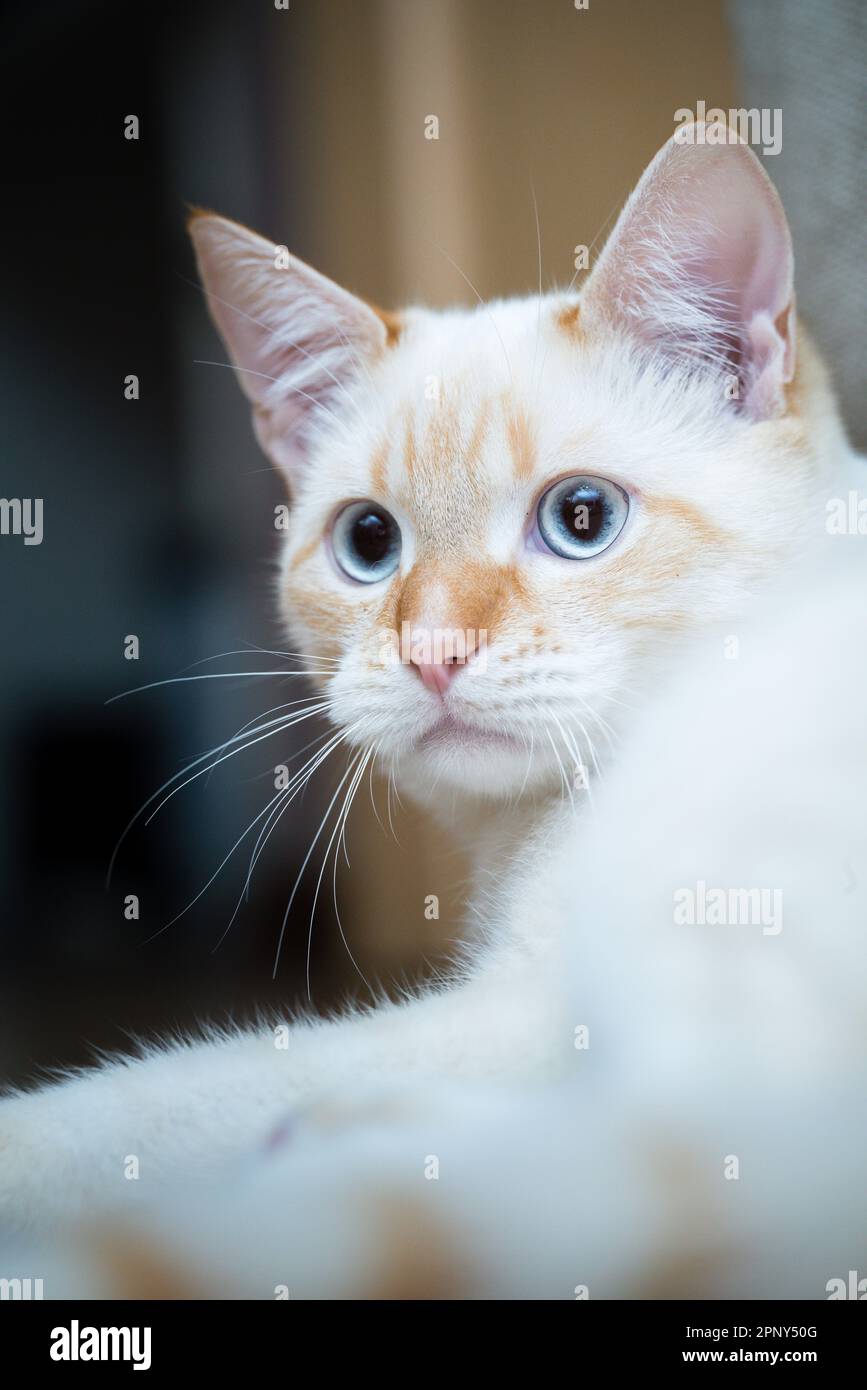 Ritratto di gatto domestico Red Point (Thai Siamese) Foto Stock